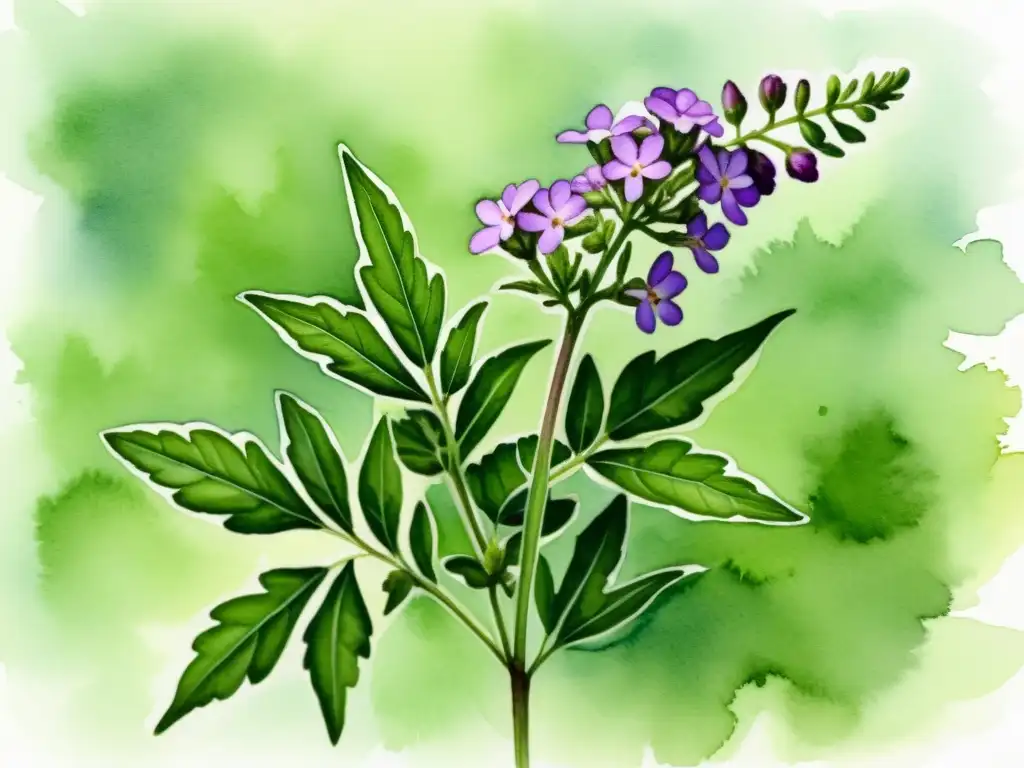 Una acuarela de alta resolución de una vibrante planta de verbena con flores moradas y hojas verdes exuberantes, en un fondo natural sereno