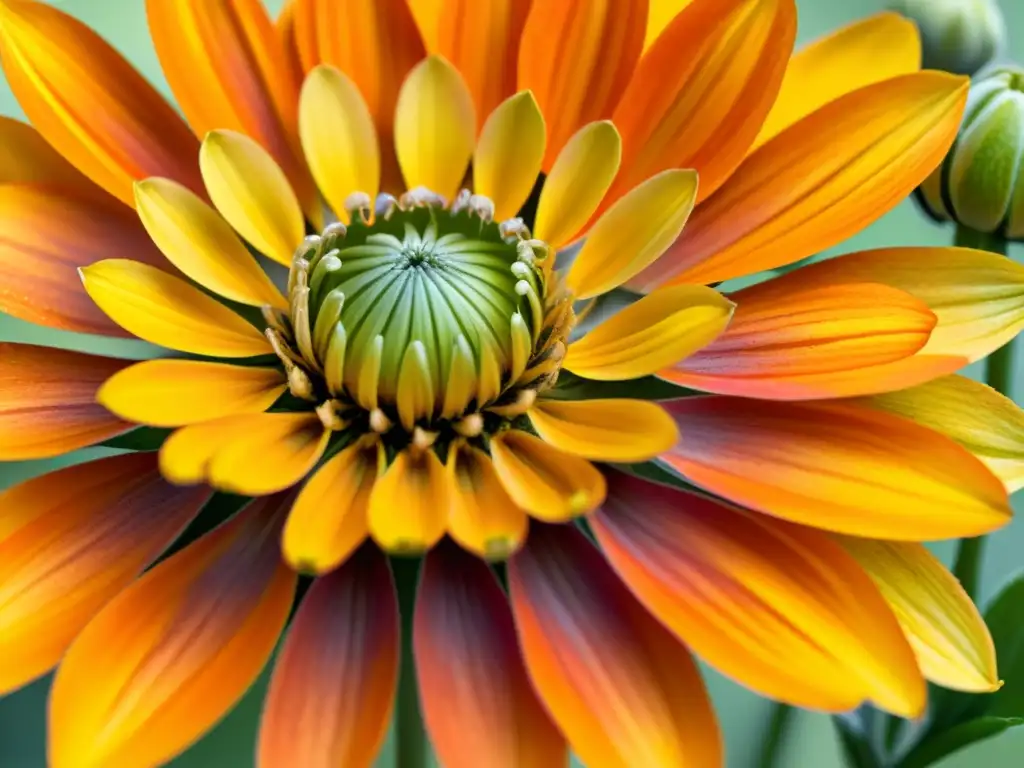 Bálsamo natural para piel sensible: Detalle de una hermosa flor de caléndula en acuarela, con colores vibrantes y delicados detalles botánicos