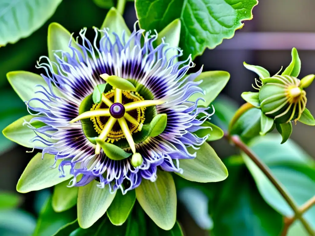 Detallada acuarela de pasiflora mostrando sus componentes en tonos vibrantes de púrpura, azul y verde