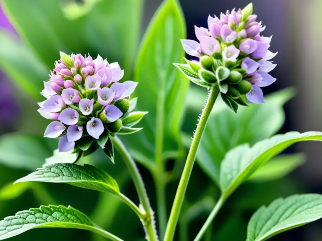 Una detallada acuarela de una planta de chía en plena floración, con flores moradas y hojas verdes