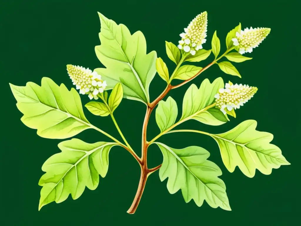 Una detallada ilustración acuarela de la planta Melisa officinalis, resaltando sus hojas, tallos y delicadas flores blancas