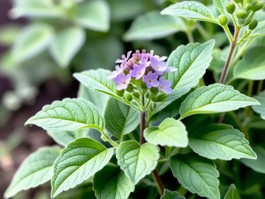 Una ilustración detallada en acuarela de una exuberante planta de verbena verde con flores moradas, en un jardín sereno con luz matutina