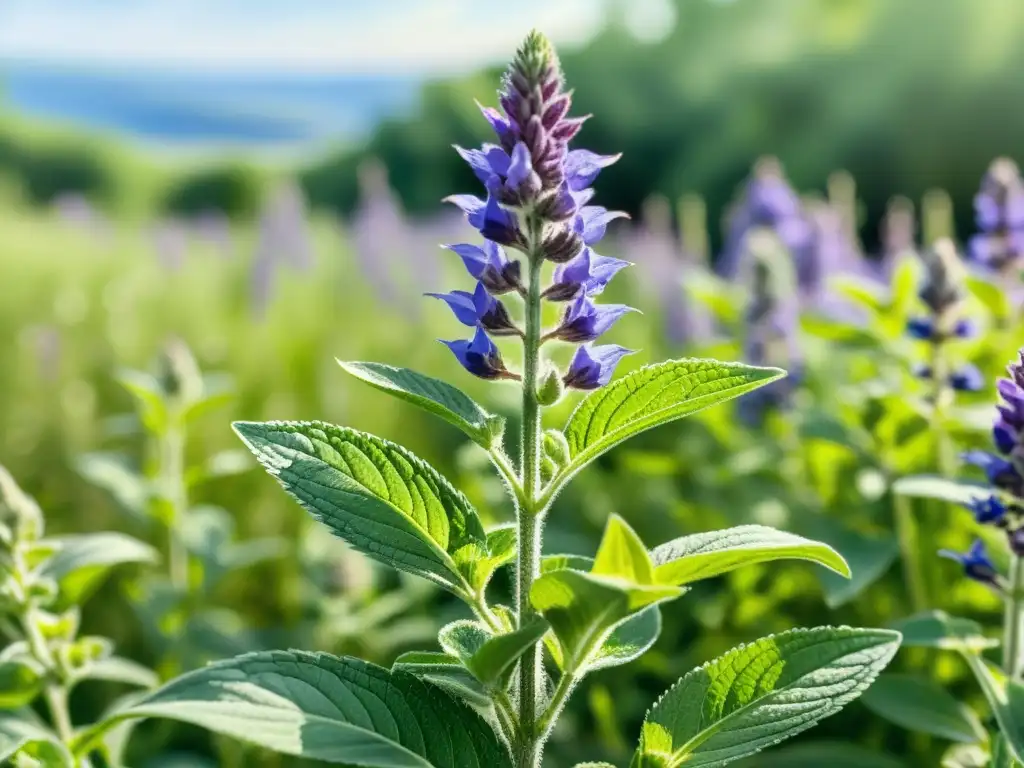 Imagen de ilustración acuarela detallada de una exuberante planta de chía con hojas verdes vibrantes y flores moradas delicadas, en un campo iluminado por el sol