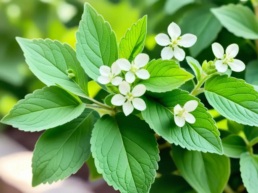 Una ilustración acuarela vibrante de una planta de stevia con hojas verdes exuberantes y delicadas flores blancas, en un jardín iluminado por el sol